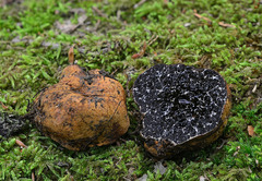 Melanogaster broomeanus