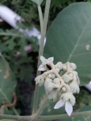 Solanum erianthum