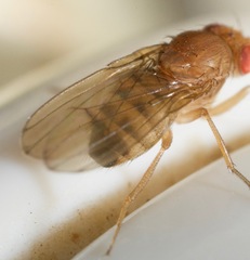 Drosophila immigrans