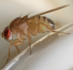 Drosophila immigrans