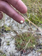 Syngonanthus flavidulus