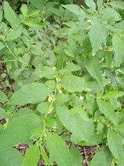 Solanum pseudocapsicum