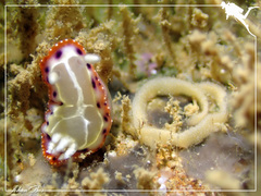 Goniobranchus setoensis