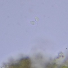 Choanoflagellatea
