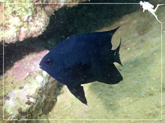 Neoglyphidodon melas