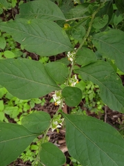 Solanum pseudocapsicum