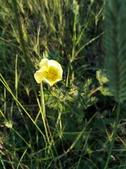 Potentilla