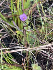 Rhexia nuttallii