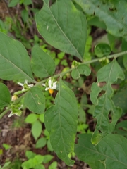Solanum pseudocapsicum