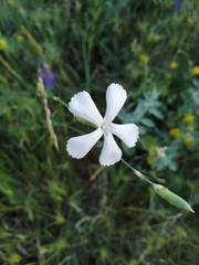 Dianthus marschallii