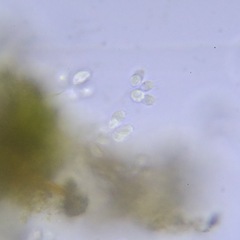 Choanoflagellatea
