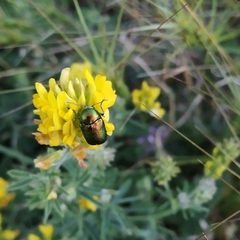 Cryptocephalus sericeus