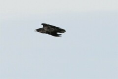 Corvus corax corax