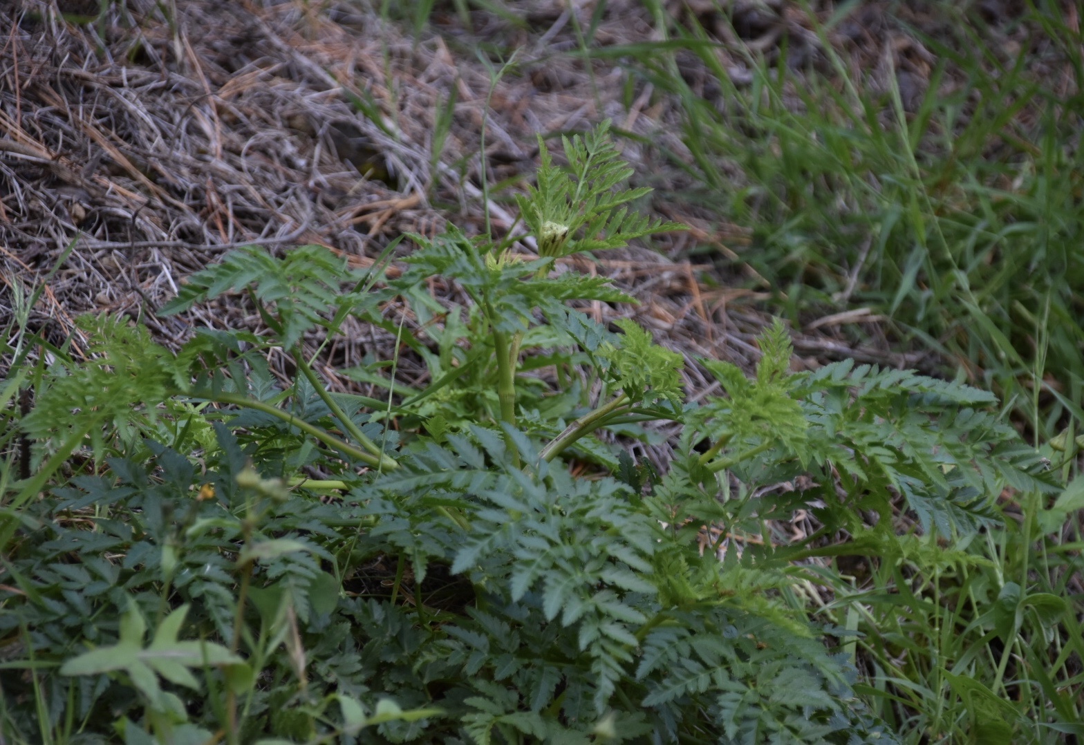 Imagem de Daucus insularis