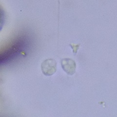 Choanoflagellatea