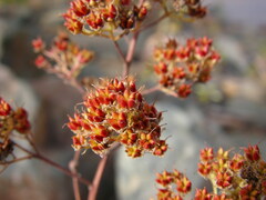 Spiraea alba