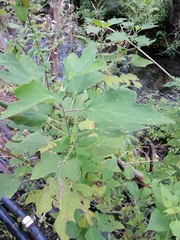 Montanoa tomentosa