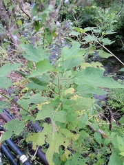 Montanoa tomentosa