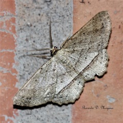 Melanolophia praeapicata