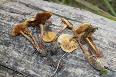 Pholiota conissans