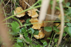 Pholiota conissans