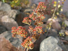 Spiraea alba