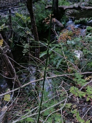 Equisetum myriochaetum