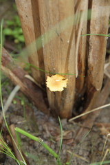 Pholiota conissans
