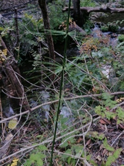 Equisetum myriochaetum