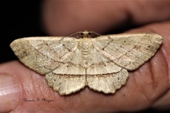 Melanolophia praeapicata