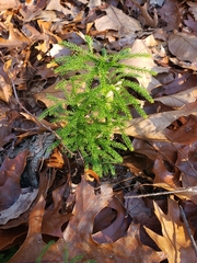 Dendrolycopodium