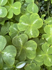 Oxalis oregana