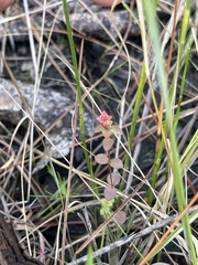 Rhexia nuttallii