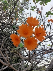 Cordia sebestena