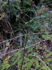 Equisetum myriochaetum