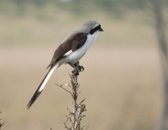 Lanius excubitoroides