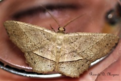 Melanolophia praeapicata