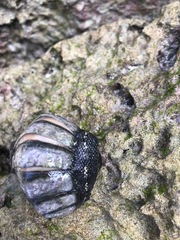 Chiton tuberculatus