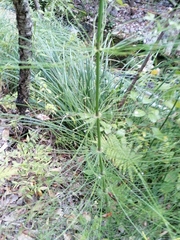 Equisetum myriochaetum