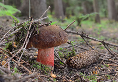 Neoboletus luridiformis