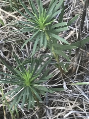 Liatris punctata mucronata