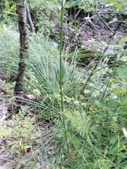 Equisetum myriochaetum