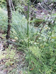 Equisetum myriochaetum