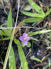 Rhexia nuttallii