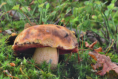 Neoboletus luridiformis