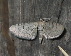 Eupithecia venosata
