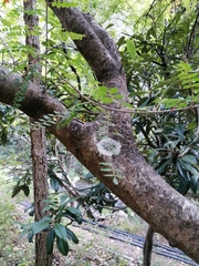 Eysenhardtia polystachya