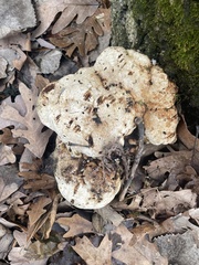 Pseudoinonotus