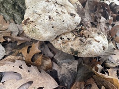 Pseudoinonotus