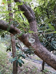 Eysenhardtia polystachya